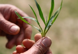 Depremden etkilenen şehirleri bir de kuraklık vurdu