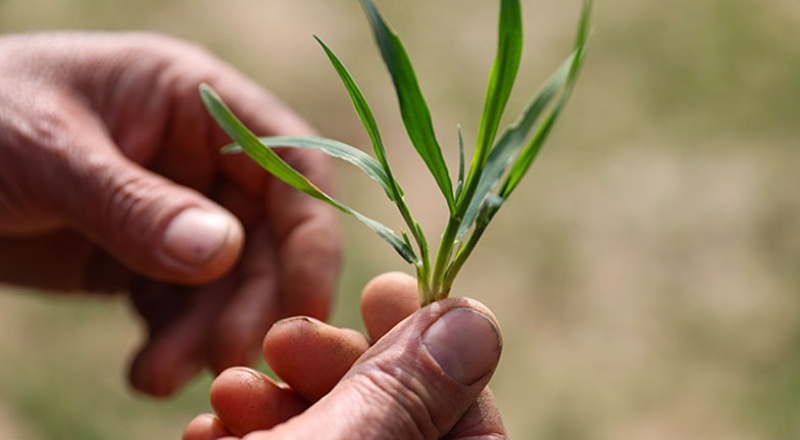 Depremden etkilenen şehirleri bir de kuraklık vurdu