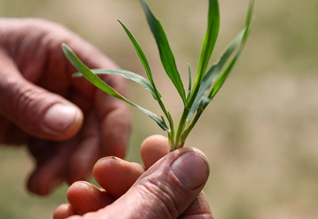 Depremden etkilenen şehirleri bir de kuraklık vurdu
