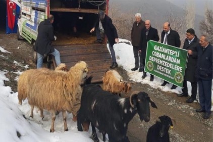 Depremzedelere, 53 koyun ve keçi verdiler