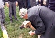 Dereye düşen köpeği suya atlayarak kurtardı