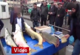 Dev balıkları görenler telefonlarına sarıldı