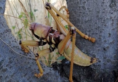 Dev çekirge bu kez Gaziantep'te görüntülendi