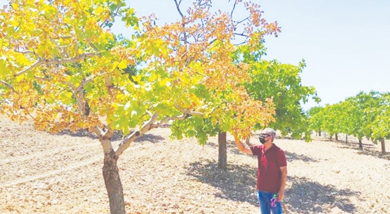 Devlet, fıstık üreticisini görmezden geliyor