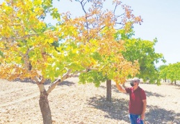 Devlet, fıstık üreticisini görmezden geliyor