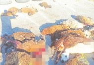 Devrilen tırdaki 42 küçükbaş hayvan telef oldu