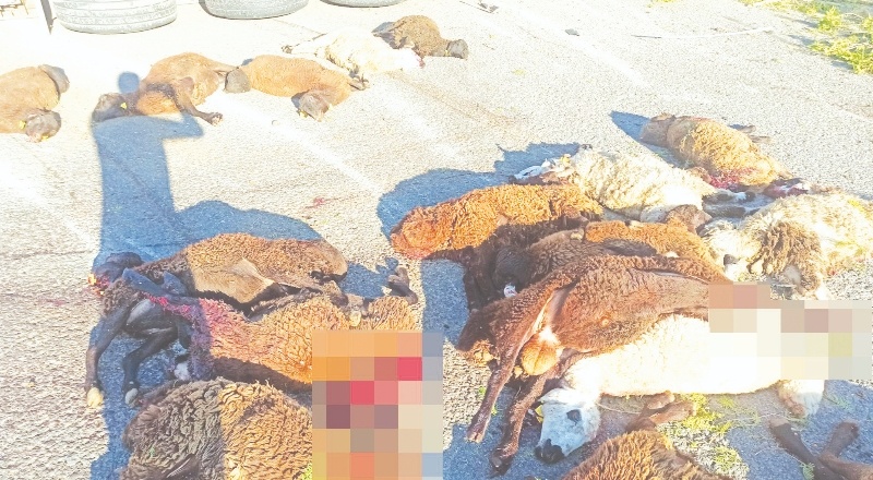 Devrilen tırdaki 42 küçükbaş hayvan telef oldu