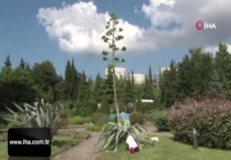 Dikildikten 21 yıl sonra çiçek açtı