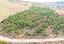 Dikilen fidanların boyu 5 metreye ulaştı