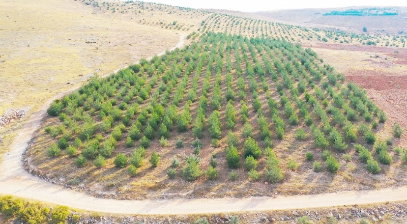 Dikilen fidanların boyu 5 metreye ulaştı