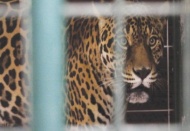 Dişi Jaguar getirildi