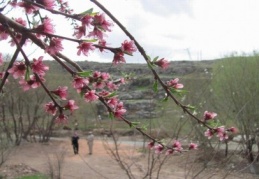 Doğa çiçeklerle bezendi