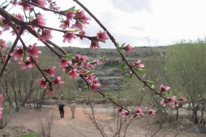 Doğa çiçeklerle bezendi