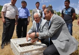 Doğa harikası keklikler süneyle mücadele edecek