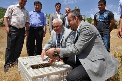 Doğa harikası keklikler süneyle mücadele edecek