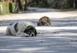 Doğa ve hayvanlar rahat bir nefes aldı