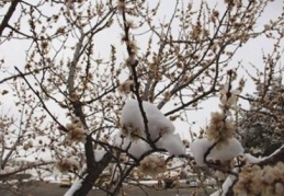 Doğal afetler üreticiyi vurdu