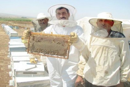 Doğal bal sağımı başladı