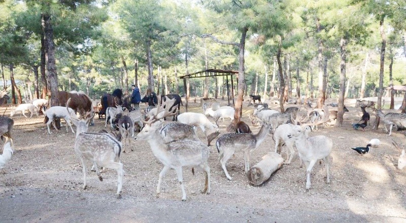 Doğal Yaşam Parkı’nı 2 milyon 750 bin kişi ziyaret etti.