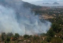 Doğaya, ağaca ve canlıya her türlü saldırıyı kınıyoruz 