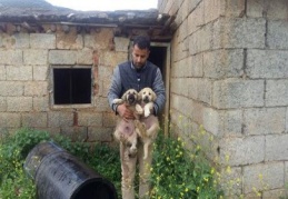 Doktor, yaralı köpeği hastaneye götürdü