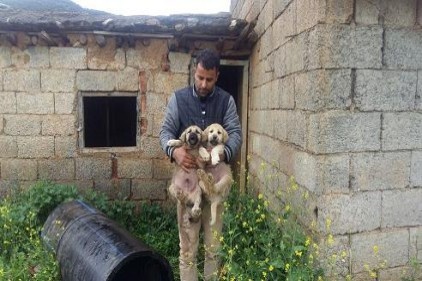 Doktor, yaralı köpeği hastaneye götürdü