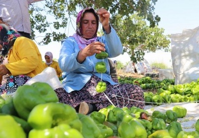 Dolmalık biber hasadı başladı 