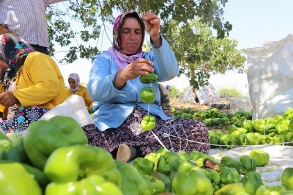 Dolmalık biber hasadı başladı 