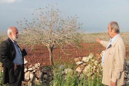 Dolu, fıstık bahçesi ve hububat alanlarını vurdu