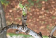 Dolunun en büyük zararı fıstık bahçelerine oldu 