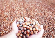 Dolunun vurduğu fındıkta yüzde 25 rekolte kaybı bekleniyor