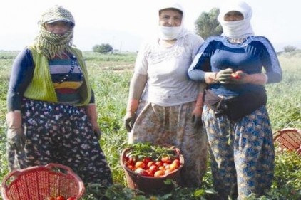 Domates bu yıl çiftçinin yüzünü güldürdü