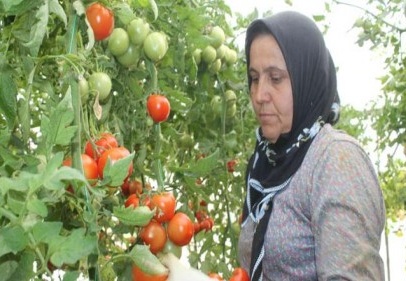 Domates fiyatları çiftçinin yüzünü güldürdü