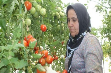 Domates fiyatları çiftçinin yüzünü güldürdü