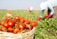 Domates tarlada kaldı, ihracat acilen açılmalı…