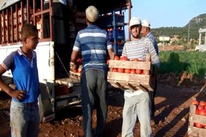 Domates üreticisini &#039;aracılar&#039; vuruyor