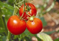 Domatesin fiyatı 90 kuruşa kadar düştü, ancak pazarda halen 3.5 lira