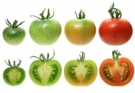 Domatesin lezzeti geri geliyor