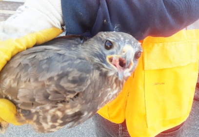 Donma tehlikesi geçiren yaralı şahin tedavi altına alındı