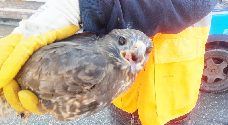 Donma tehlikesi geçiren yaralı şahin tedavi altına alındı