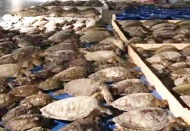 Donmak üzere olan 3 bin 500 deniz kaplumbağası kurtarıldı