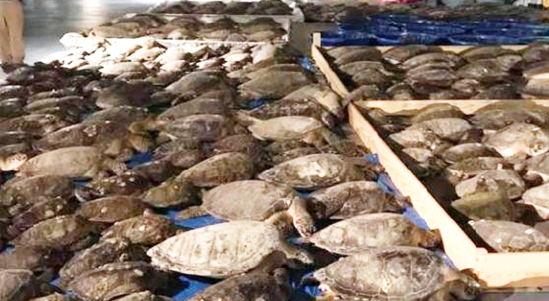 Donmak üzere olan 3 bin 500 deniz kaplumbağası kurtarıldı