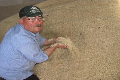 Dönüm başına 500 kilo  hasat 100 kiloya düştü