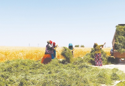 Dönüm başına, 80-100 kilo arasında verim bekleniyor