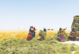 Dönüm başına, 80-100 kilo arasında verim bekleniyor