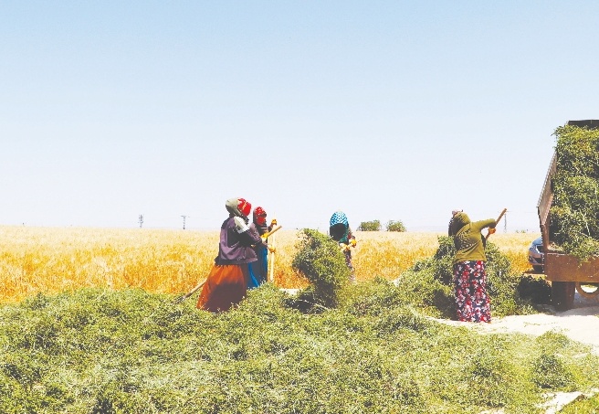 Dönüm başına, 80-100 kilo arasında verim bekleniyor