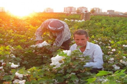 Dönüme 500 ile 550 kilogram verim alınıyor