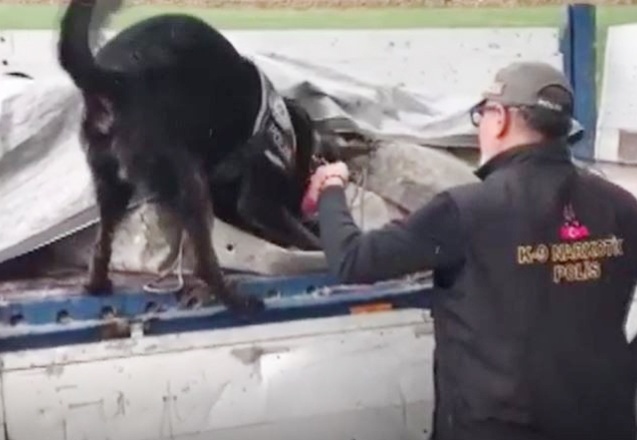 Dorseye brandayla gizlenen esrarı dedektör köpek buldu