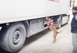 Dorseye gizlenen metamfetamini dedektör köpek Max buldu