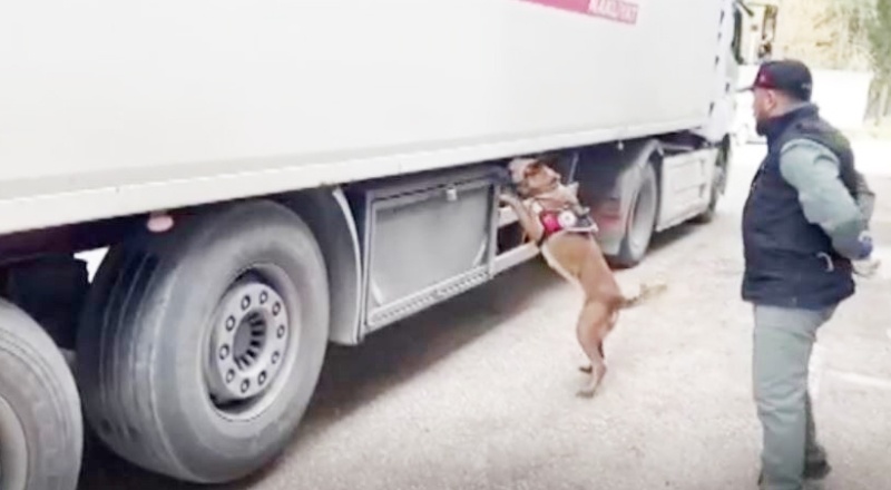 Dorseye gizlenen metamfetamini dedektör köpek Max buldu